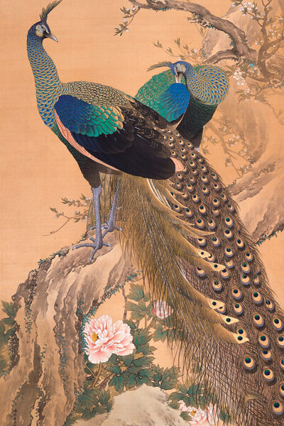 A Pair of Peacocks in Spring