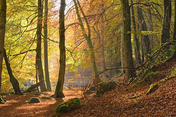 Autumn beech woods