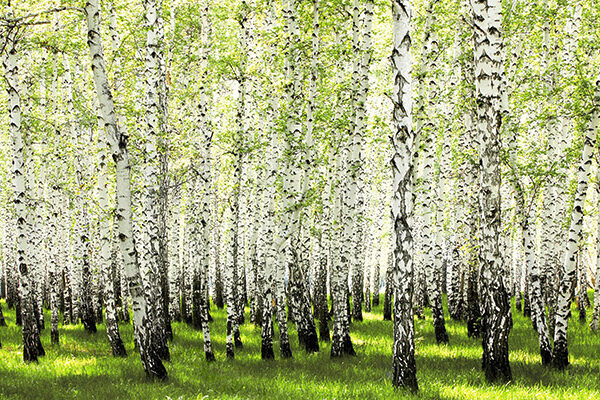 Birch forest in spring