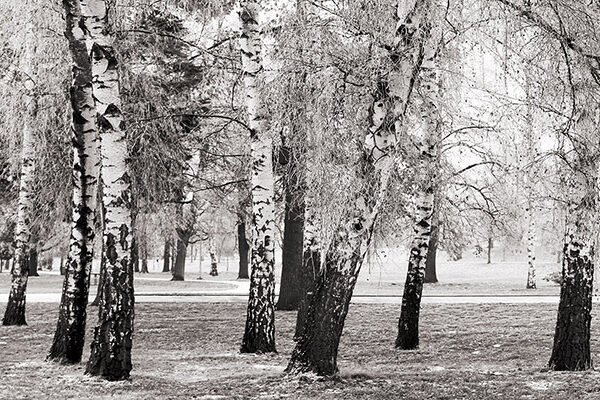 Birches in a Park