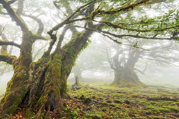 Laurel forest in fog