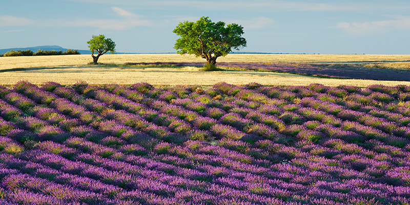 Lavender field and almond tree
