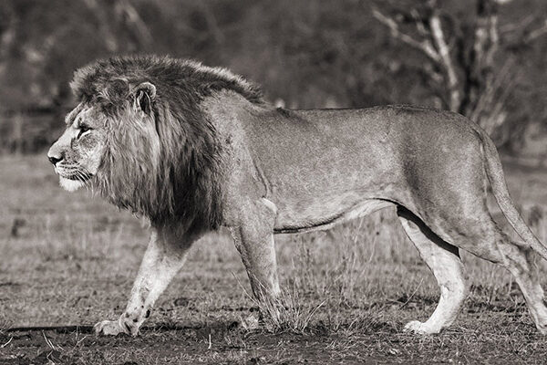 Lion walking in African Savannah