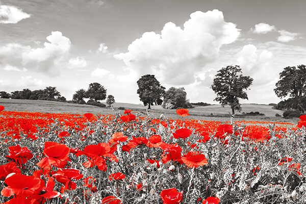 Poppies and vicias in meadow