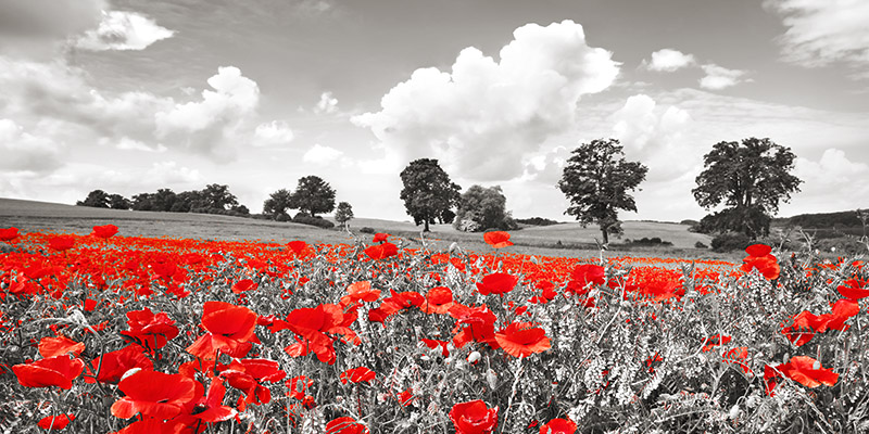 Poppies and vicias in meadow