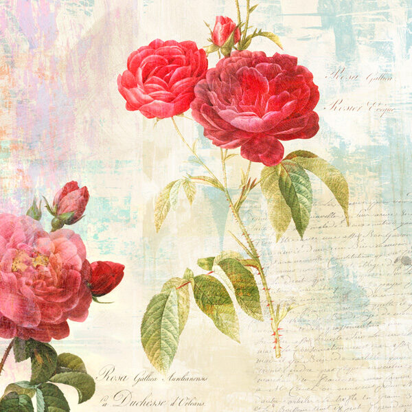 Redouté's Roses 2.0 – II