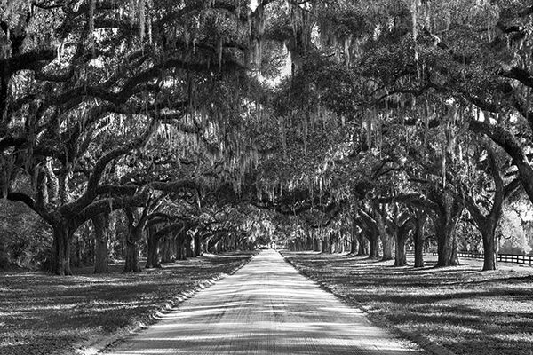 Tree lined plantation entrance