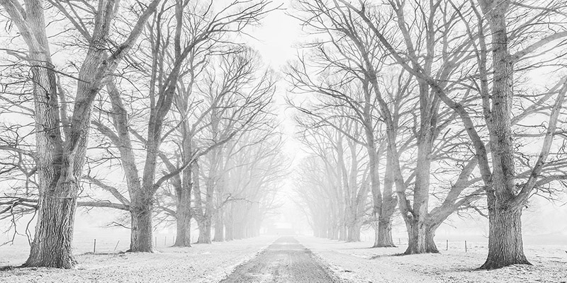 Tree lined road in the snow