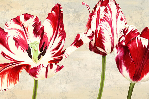 Tulipes Royales