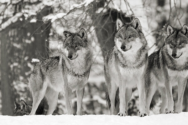Wolves in the snow