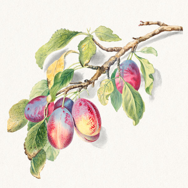 A branch of ripe plums