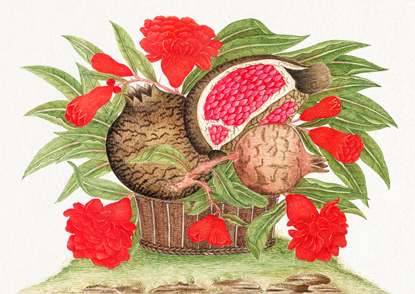Basket of pomegranates