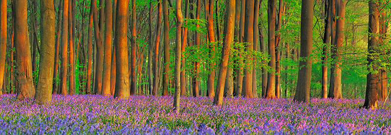 Beech forest with bluebells