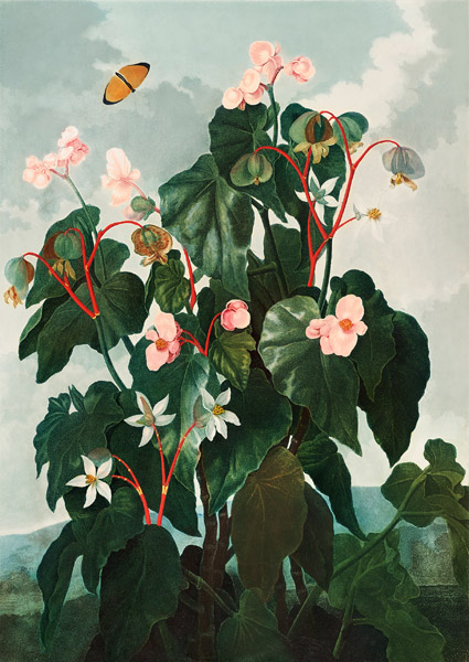 Begonia from The Temple of Flora