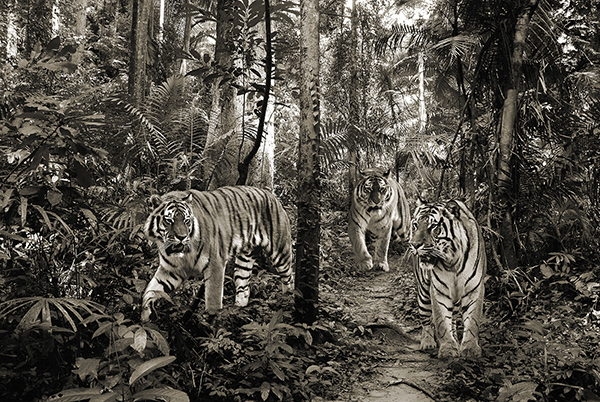 Bengal Tigers (BW)