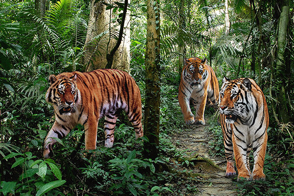 Bengal Tigers (detail)