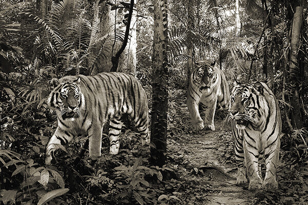 Bengal Tigers (detail