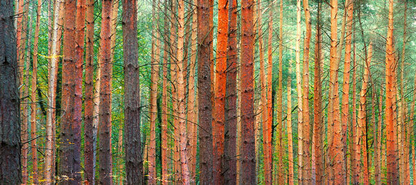 Colors of the Woods