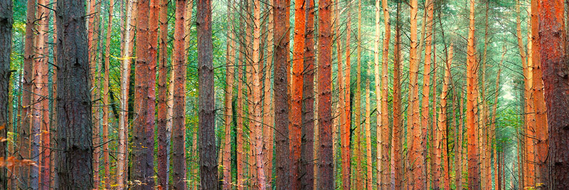 Colors of the Woods