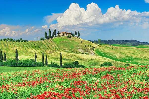 Farmhouse with Cypresses and Poppies
