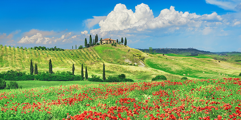 Farmhouse with Cypresses and Poppies