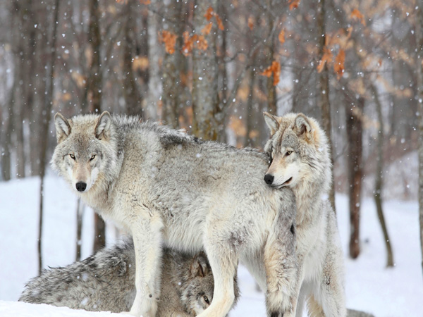 Grey wolves huddle together during a snowstorm