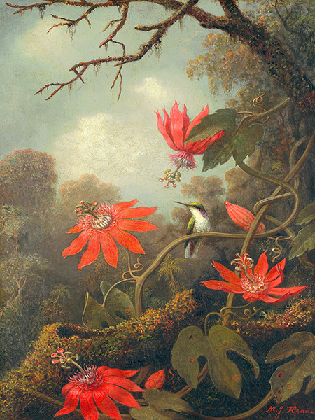 Hummingbird and Passionflowers