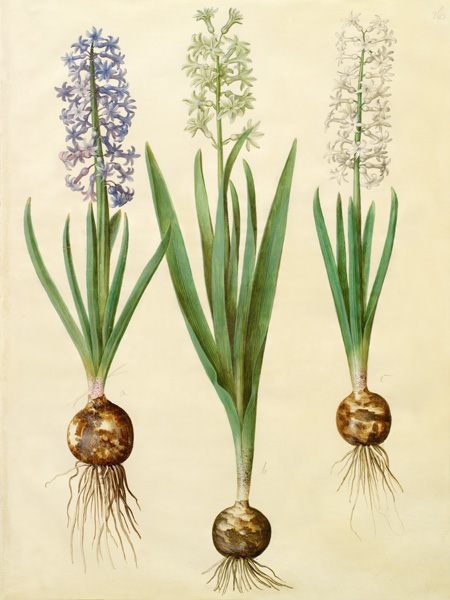 Hyacinthoides orientalis