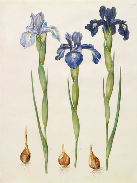 Iris xiphioides