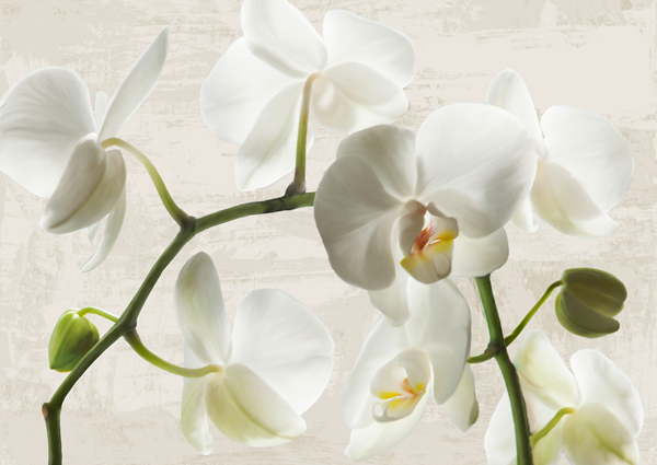 Ivory Orchids