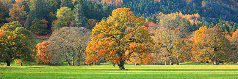 Mixed trees in autumn colour