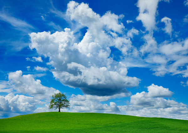 Oak and clouds