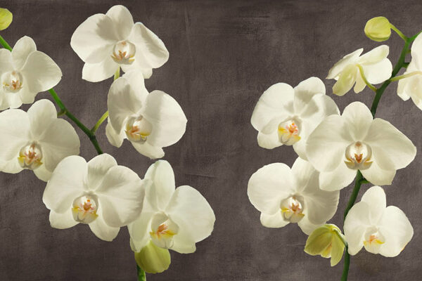 Orchids on Grey Background