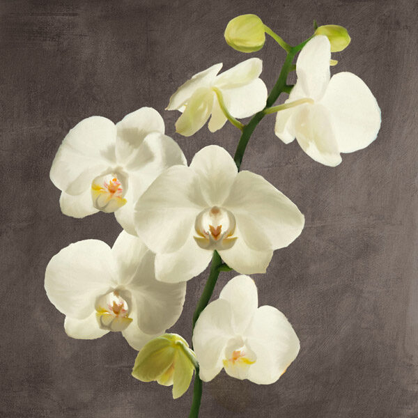 Orchids on Grey Background II