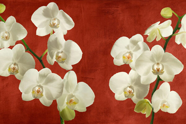 Orchids on Red Background