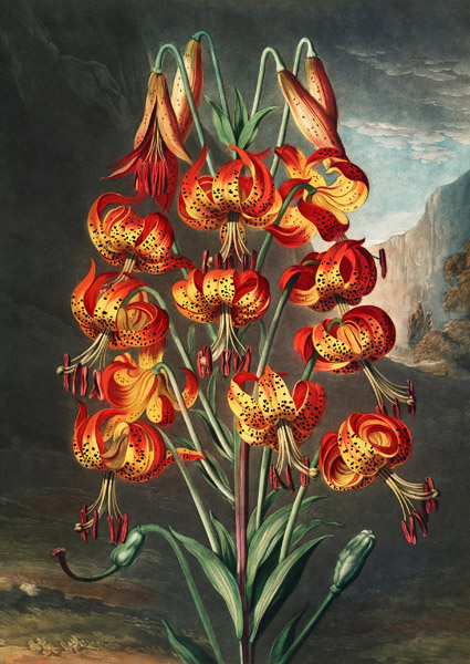 The Lily from The Temple of Flora