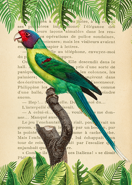 The Plum-Headed Parakeet