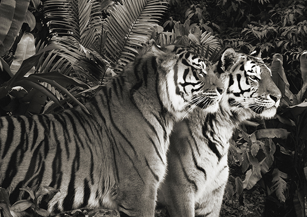 Two Bengal Tigers (BW)
