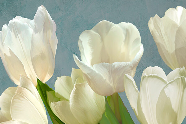 White Tulips on Blue