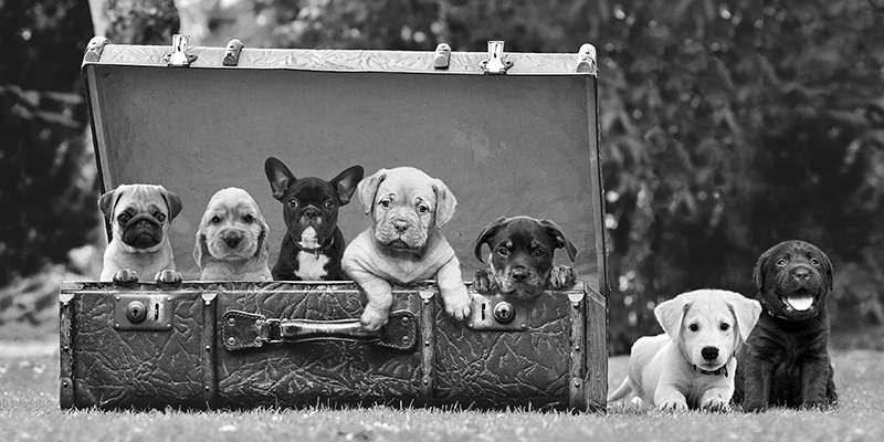 Dog Pups in a Suitcase