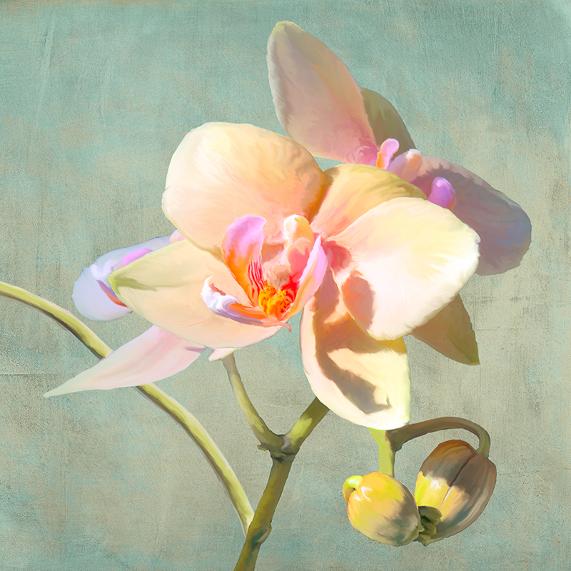 Jewel Orchids II