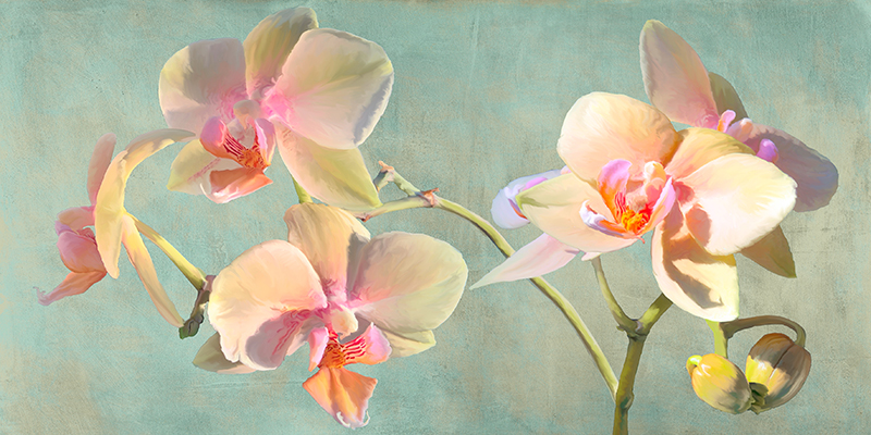Jewel Orchids