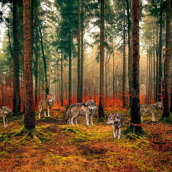 Pack of Wolves in the Woods