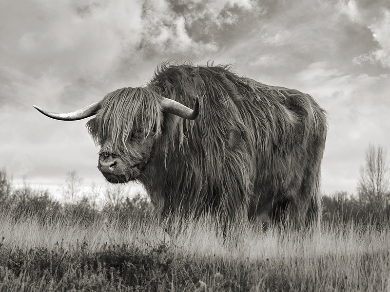Scottish Highland Bull (BW)