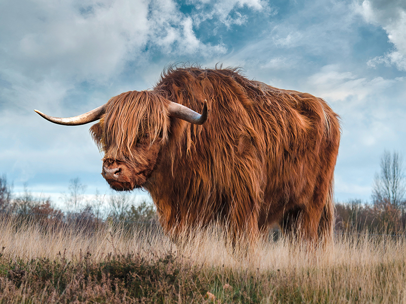 Scottish Highland Bull