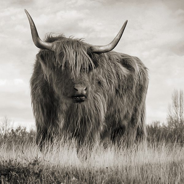 Scottish Highland Cattle (BW)